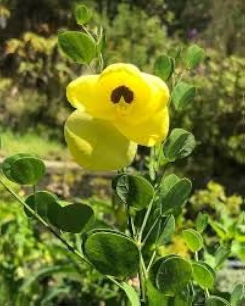 KACHNAR YELLOW